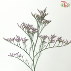Limonium