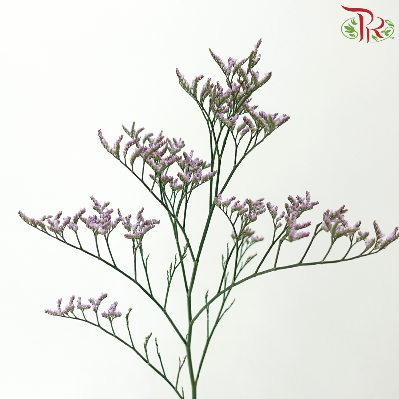 Limonium