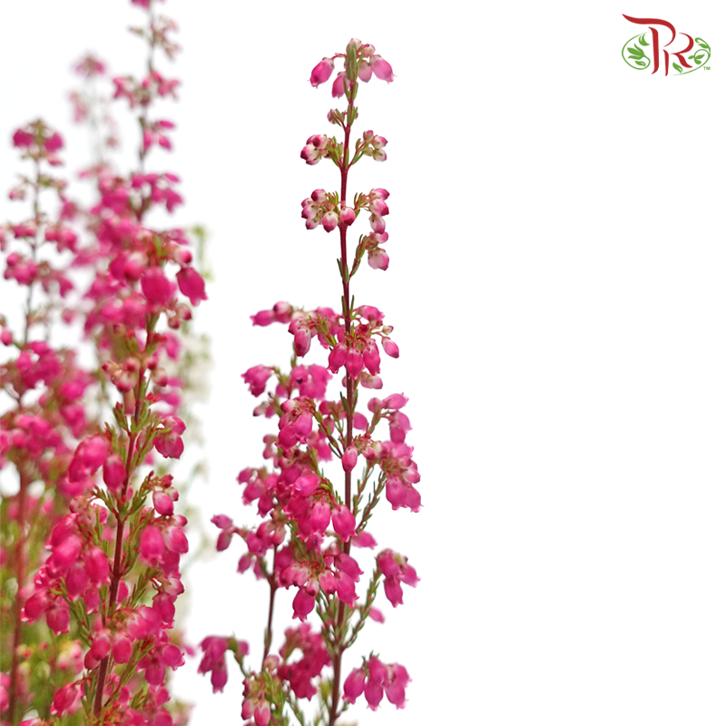 Erica《欧石南》 - Pudu Ria Florist