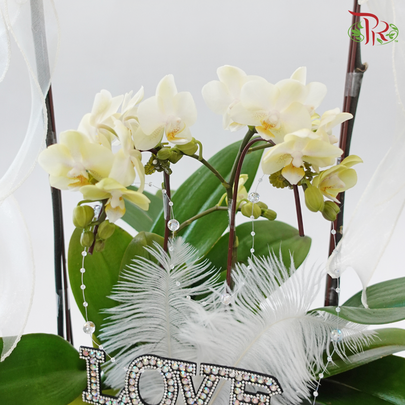 Endless Affection (Random Choose Orchid Color & Deco) (With Deco Options)