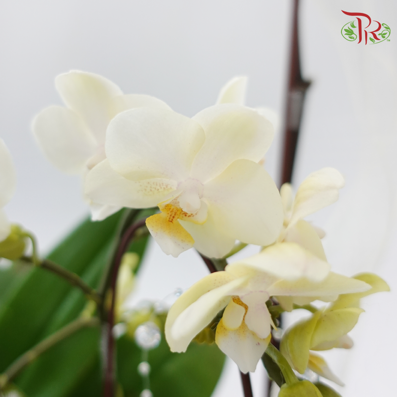 Endless Affection (Random Choose Orchid Color & Deco) (With Deco Options)