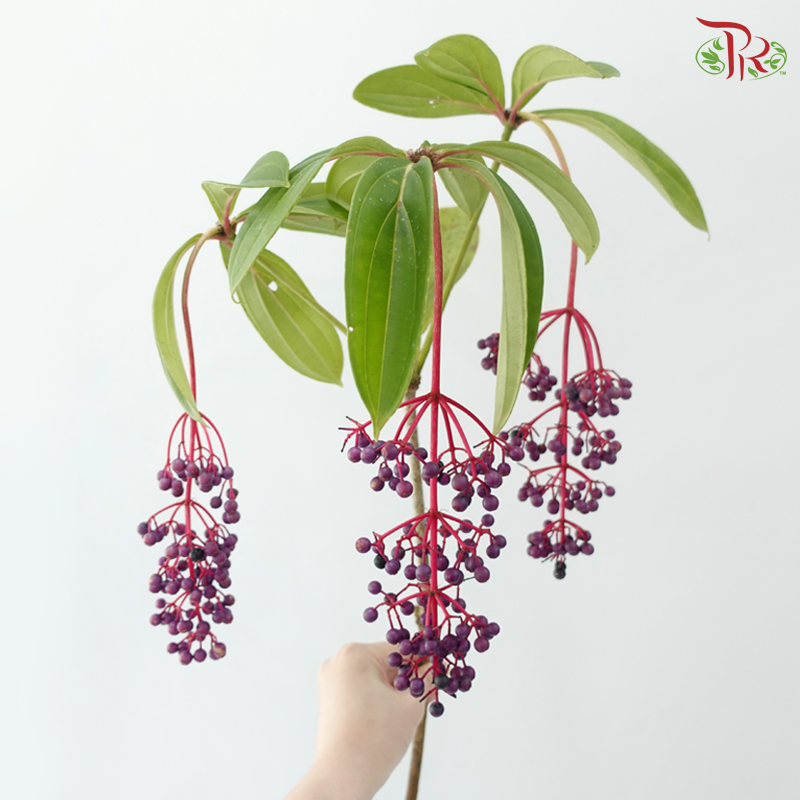 Purple Berry