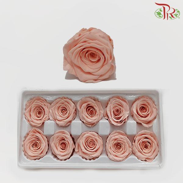 10 Bloom Rose - Light Peach-Light Peach-China-prflorist.com.my
