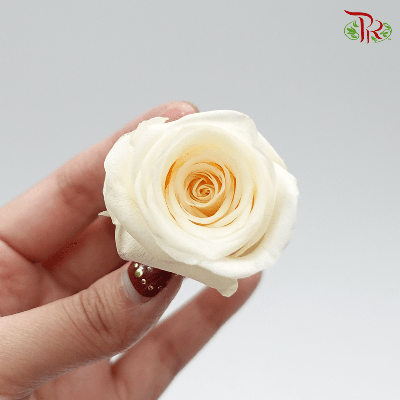 10 Bloom Rose - Light Yellow Cream-Cream-China-prflorist.com.my