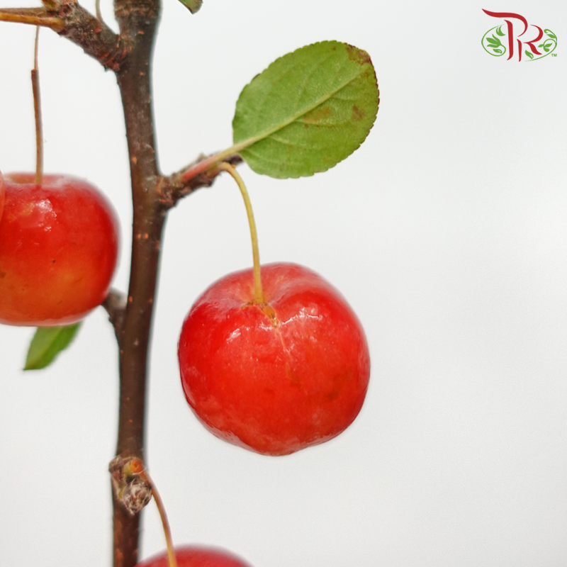 Malus Red Sentinel (5 Stems) - Pudu Ria Florist
