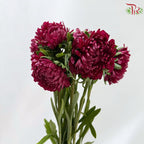 Aster《翠菊》