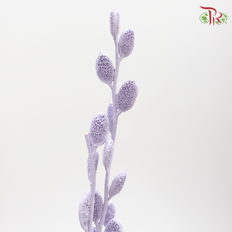 Preserved Fibigia - Purple (1016-0-402) - Pudu Ria Florist