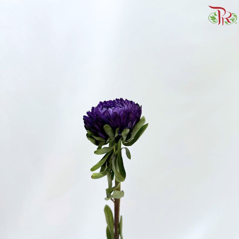 Aster《翠菊》
