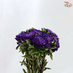 Aster《翠菊》