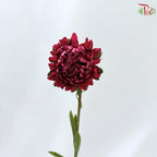 Aster《翠菊》