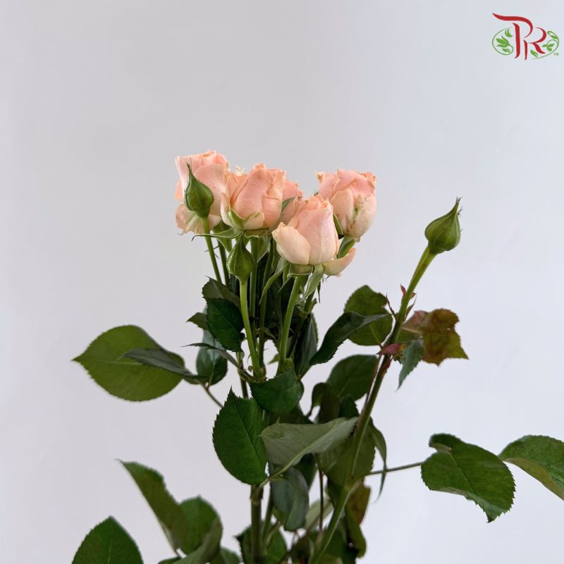 Rose Spray 《多头玫瑰》