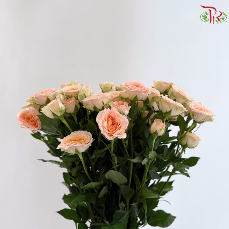 Rose Spray 《多头玫瑰》