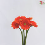 Gerbera Mini