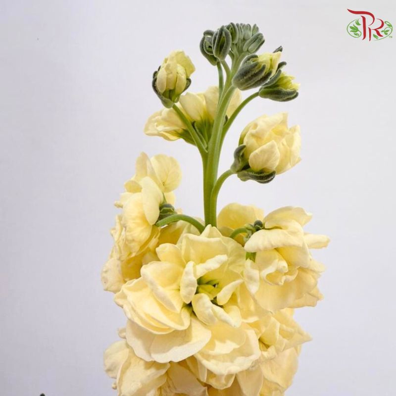Matthiola