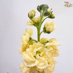 Matthiola