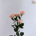 Rose Spray 《多头玫瑰》
