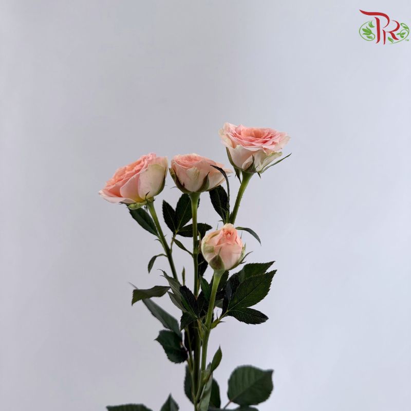 Rose Spray 《多头玫瑰》