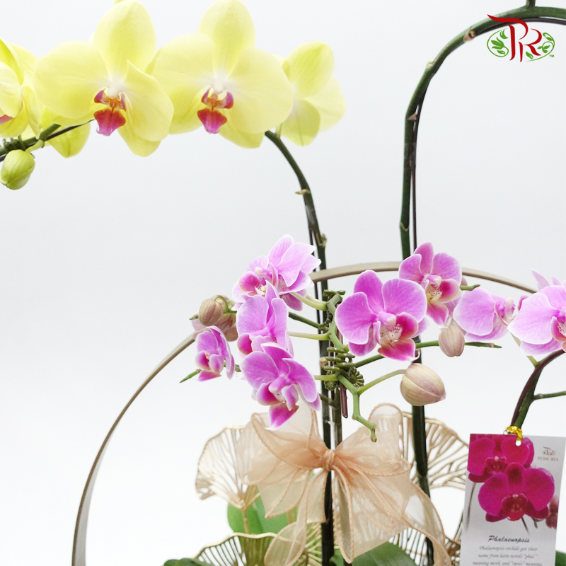 Phalaenopsis Orchid Arrangement In Gold Pot - Random colour - Pudu Ria Florist