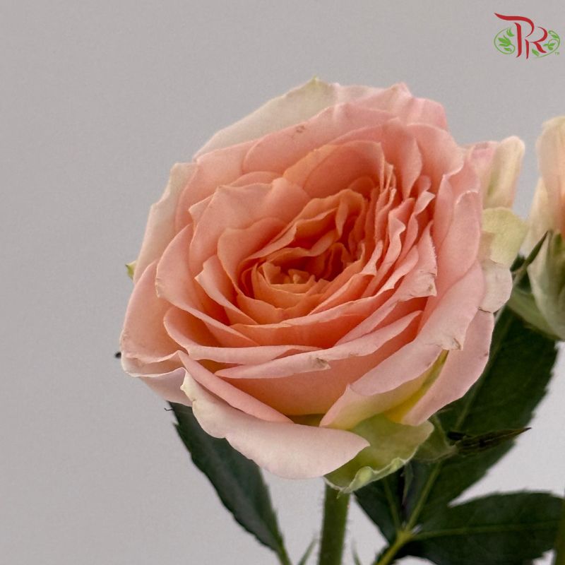 Rose Spray 《多头玫瑰》