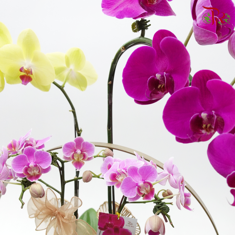 Phalaenopsis Orchid Arrangement In Gold Pot - Random colour - Pudu Ria Florist
