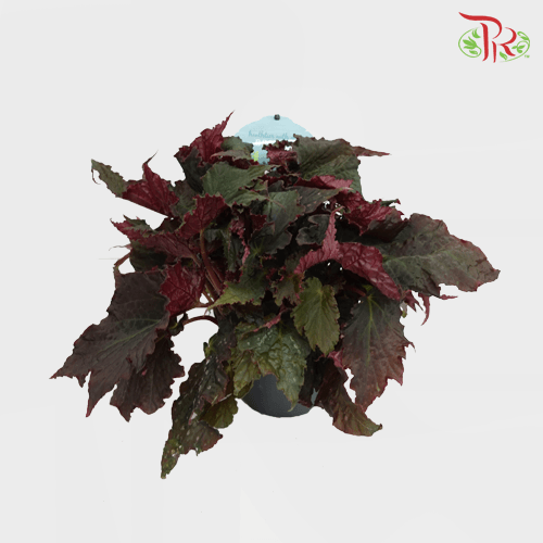 Begonia Royal Velour 《丝绒秋海棠》 - Pudu Ria Florist