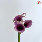Calla Lily《海芋》
