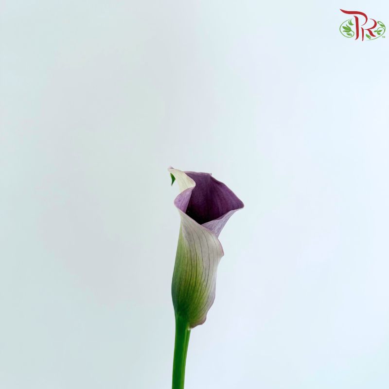 Calla Lily《海芋》