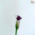 Calla Lily《海芋》