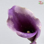 Calla Lily《海芋》