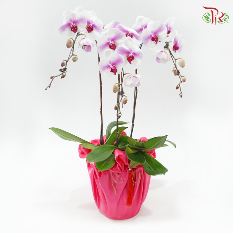 3in1 Orchids Arrangement With Pink Wrapping Cloth (Random Choose Orchid Color, Design & Deco) (With Deco Options)