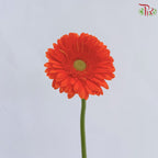 Gerbera Mini