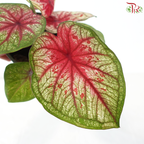 Caladium Tootsie P120《彩芋》