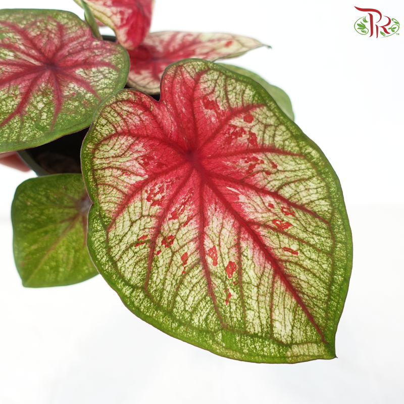 Caladium Tootsie P120《彩芋》
