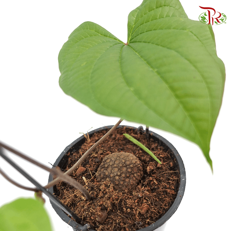 Dioscorea Bulbifera 《黃獨》 - Pudu Ria Florist