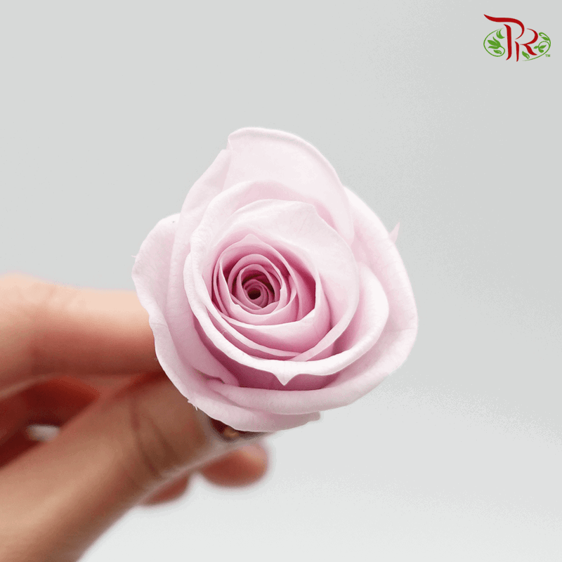 12 Bloom Rose - Extra Light Pink-Pink-China-prflorist.com.my