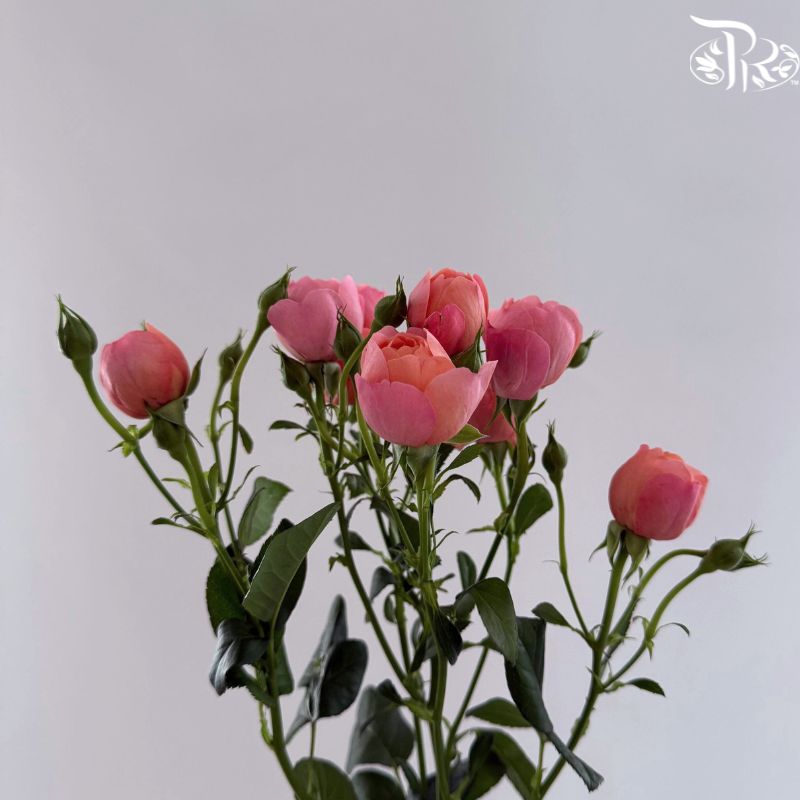 Rose Spray 《多头玫瑰》