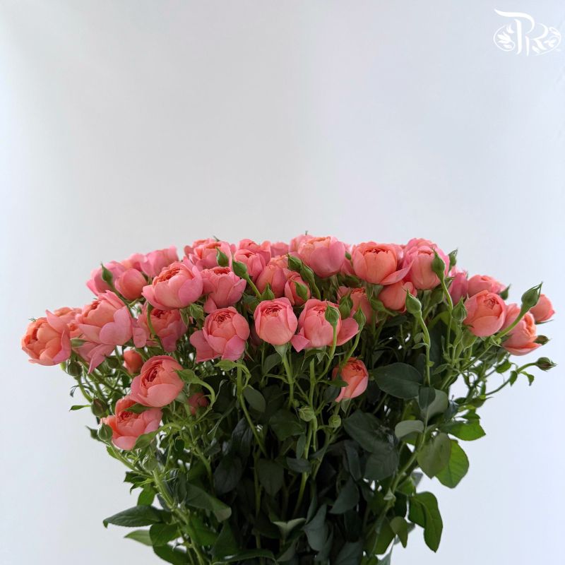 Rose Spray 《多头玫瑰》