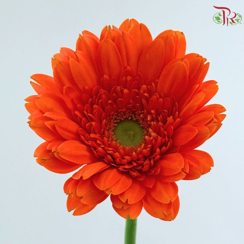Gerbera