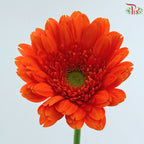 Gerbera