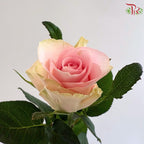 Rose AA