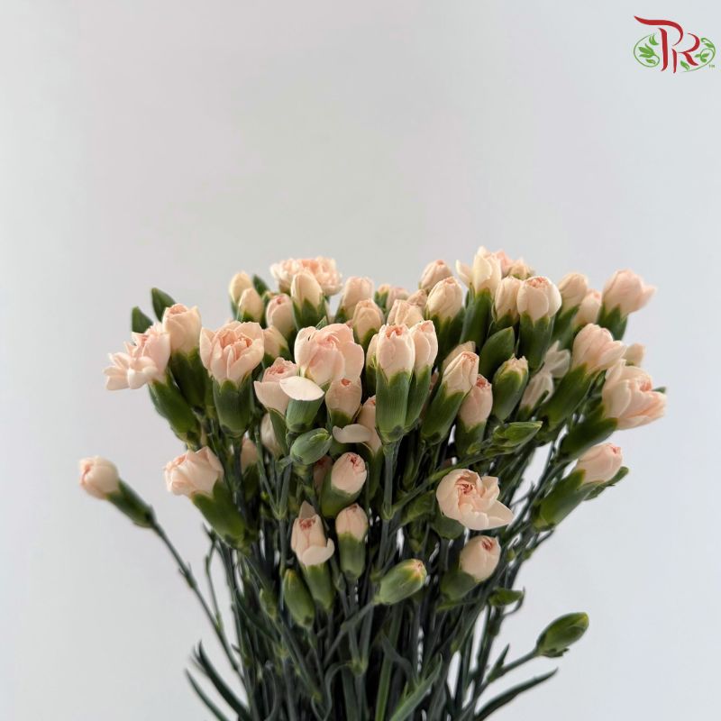 Carnation Spray 《多头康乃馨》