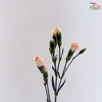 Carnation Spray 《多头康乃馨》
