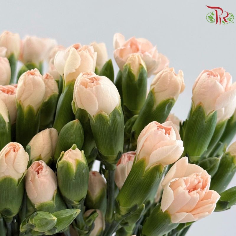 Carnation Spray 《多头康乃馨》