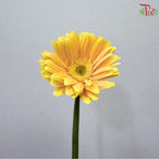 Gerbera
