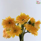 Gerbera