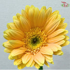 Gerbera