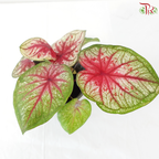 Caladium Tootsie P120《彩芋》