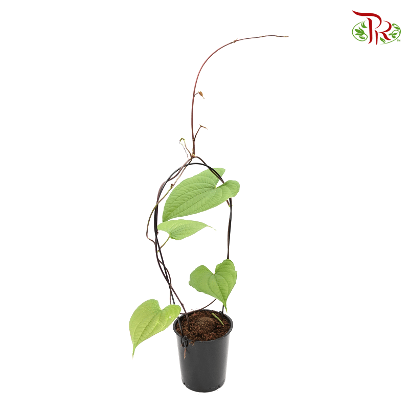 Dioscorea Bulbifera 《黃獨》 - Pudu Ria Florist