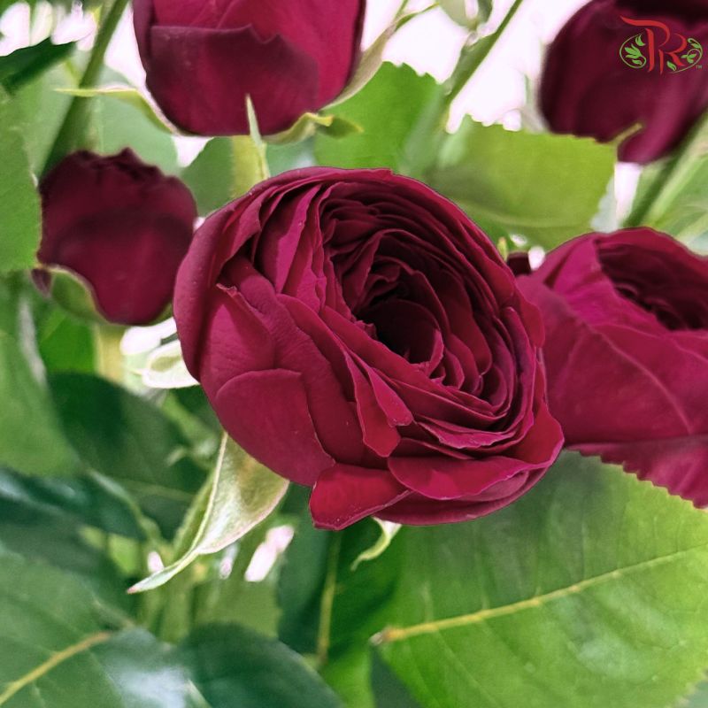 Rose Spray 《多头玫瑰》