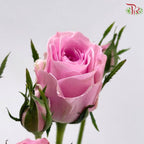 Rose Spray 《多头玫瑰》